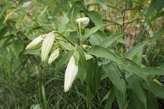 Lilium auratum