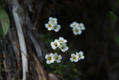 Draba sambukii