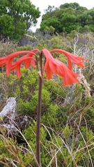 Cyrtanthus fergusoniae