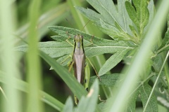 Ognevia longipennis