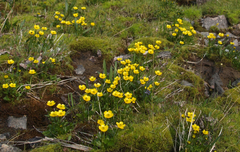 Ranunculus sulphureus