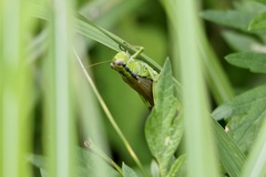 Ognevia longipennis