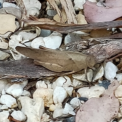 Goniaea australasiae