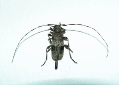 Acanthocinus griseus