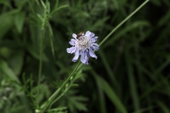 りなべる, CC BY, iNaturalist via GBIF Lomelosia japonica, photograph りなべる, CC BY, iNaturalist via GBIF