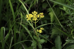 Patrinia scabiosifolia