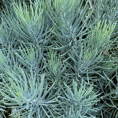 Senecio cylindricus