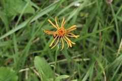 Tephroseris flammea