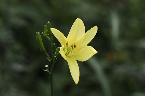 Citron daylily (Hemerocallis citrina)