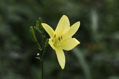 Hemerocallis citrina vespertina