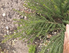 Aspalathus sanguinea