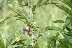 Codonopsis ussuriensis