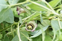 Codonopsis ussuriensis