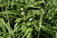 Lysimachia fortunei