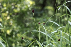 Sanguisorba officinalis
