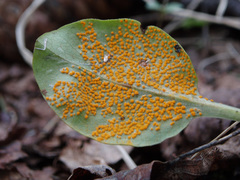 Rossmanomyces pyrolae