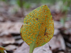 Rossmanomyces pyrolae