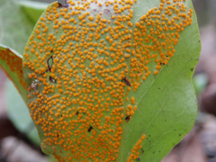 Rossmanomyces pyrolae