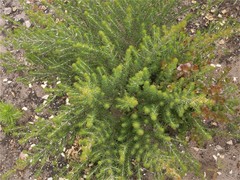 Aspalathus sanguinea