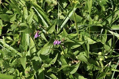 Vicia unijuga
