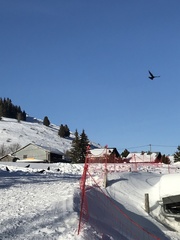 Pyrrhocorax graculus