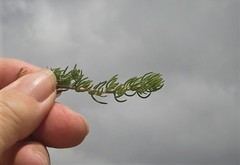 Aspalathus sanguinea