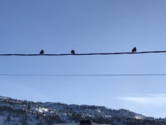 Pyrrhocorax graculus