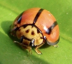 Coccinellini