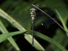 Micromidia atrifrons