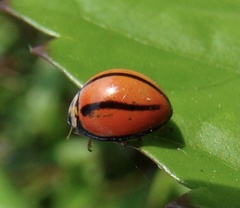 Coccinellini