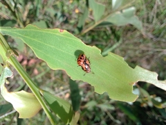 Calomela crassicornis