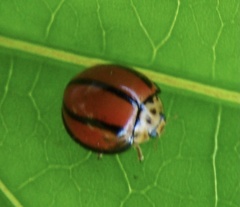 Coccinellini