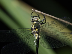 Micromidia atrifrons