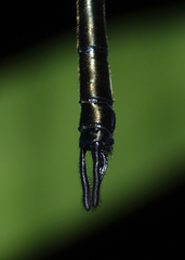 Micromidia atrifrons