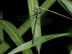 Micromidia atrifrons