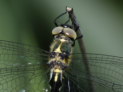 Micromidia atrifrons