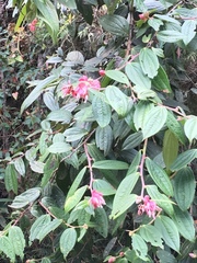 Cavendishia pubescens