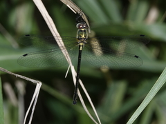 Micromidia atrifrons