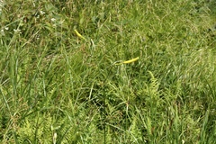 Hemerocallis citrina vespertina