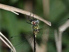 Micromidia atrifrons