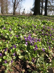 Viola odorata