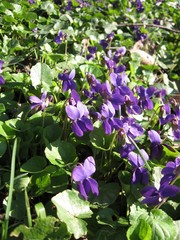 Viola odorata