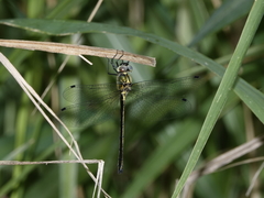 Micromidia atrifrons