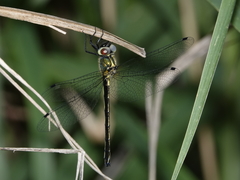 Micromidia atrifrons