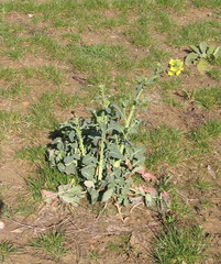 Brassicaceae