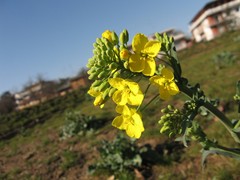 Brassicaceae
