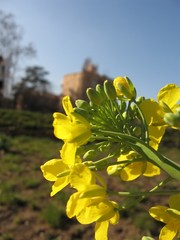 Brassicaceae