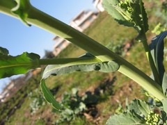 Brassicaceae