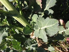 Brassicaceae