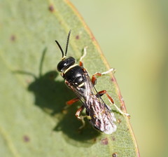 Clitemnestra plomleyi